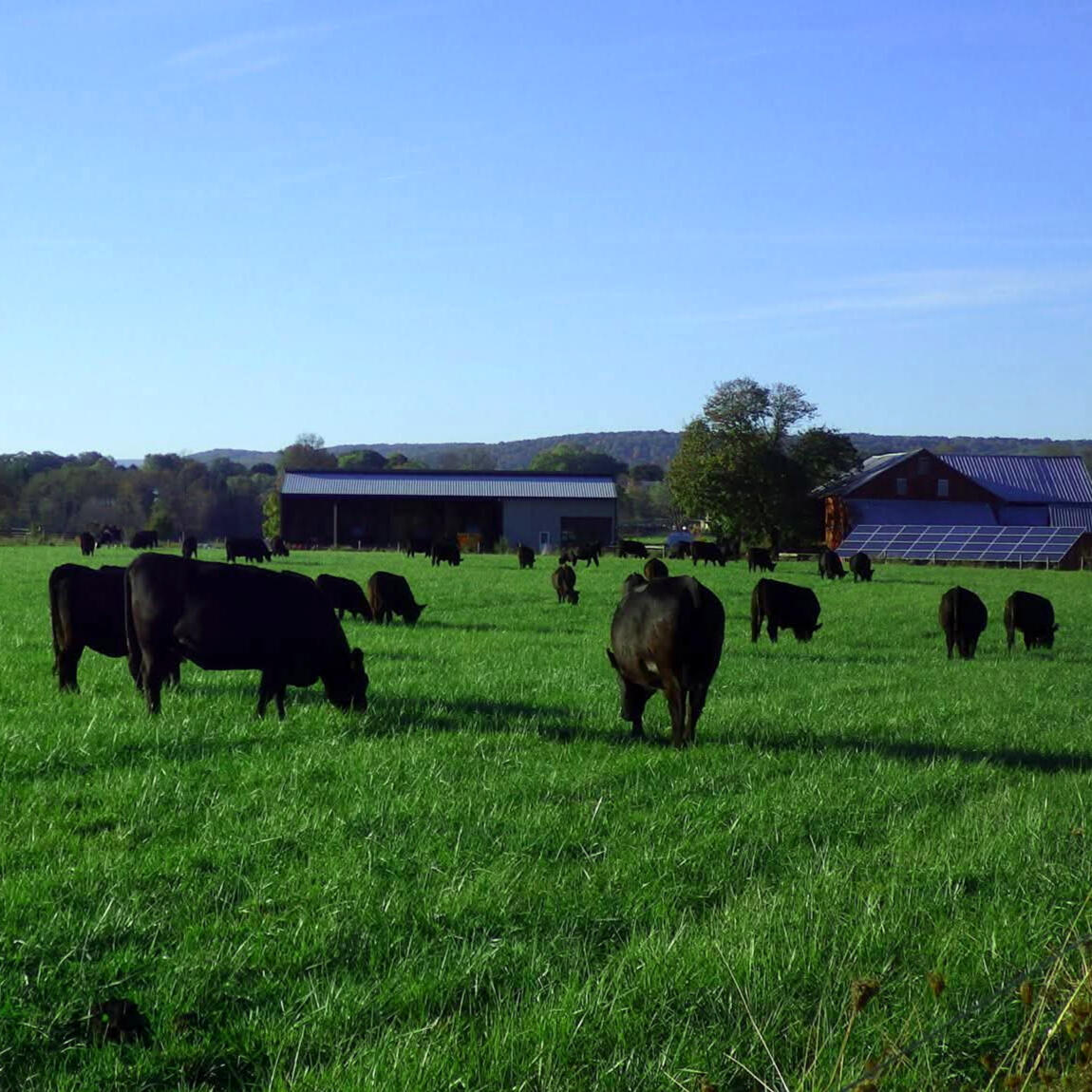 Our cattle grazing About 30 black Angus beef cattle grazing on a green pasture in front of a collection of barns.