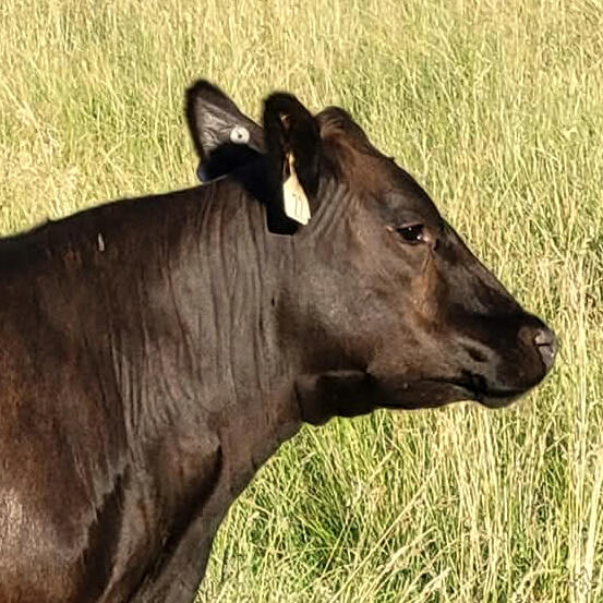 An avatar photo showing a shiny black Angus heifer's head in profile against a backdrop of pasture grass.