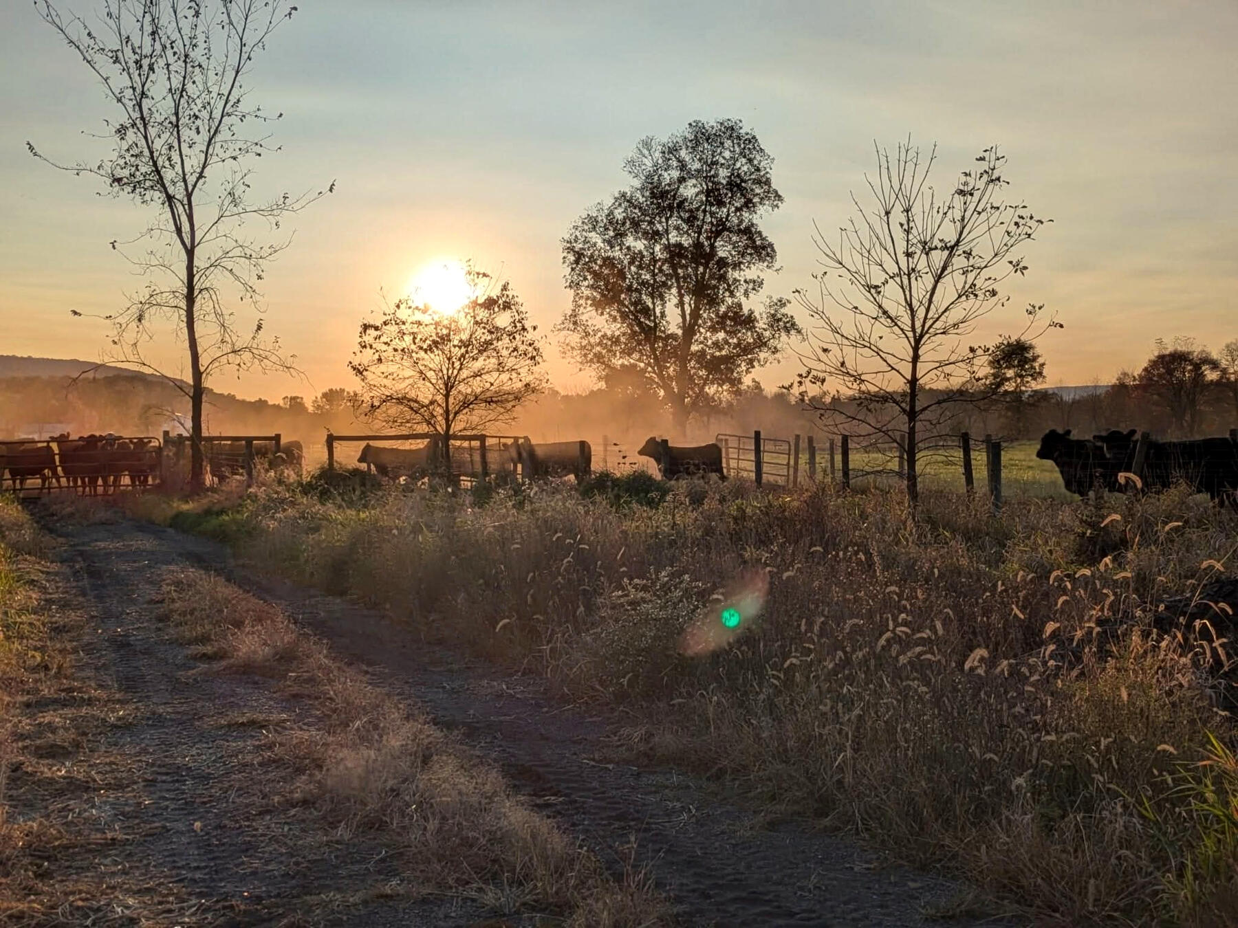 Cattle at Sunset A photograph of Angus cattle in a corral silhouetted against a sunset sky, with a grass-lined dirt road in the foreground.
